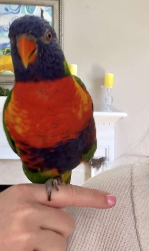 rainbow-lory-for-sale-in-gainesville-va