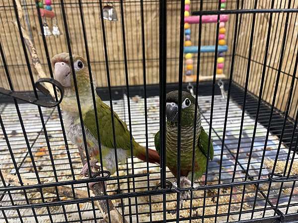 green-bird-for-sale-in-emmaus-pa-pa