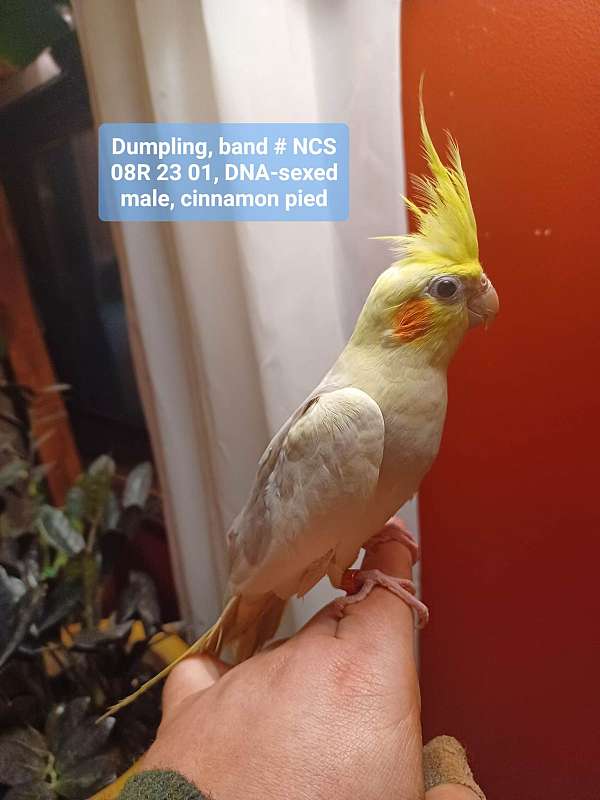 male-bird-for-sale-in-janesville-wi