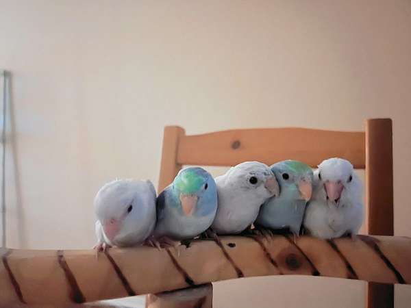 parrotlet-for-sale