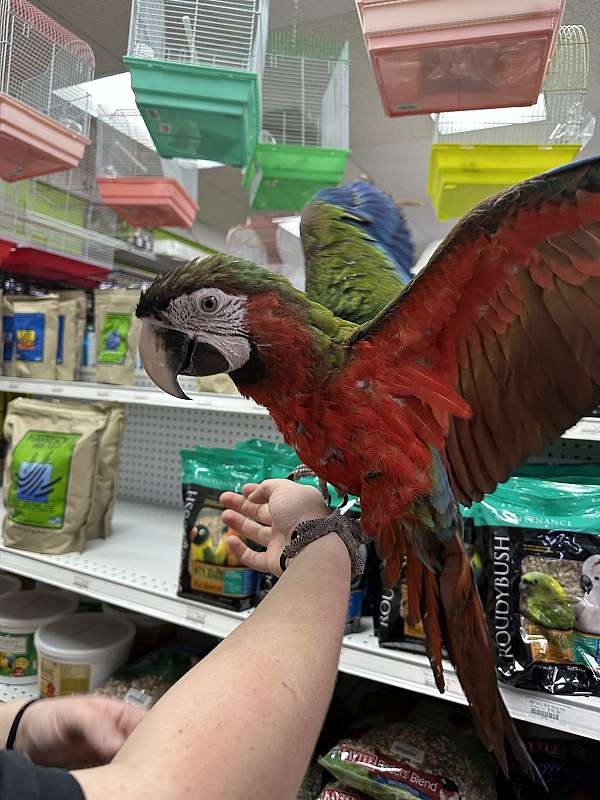 macaw-for-sale-in-st-petersburg-fl