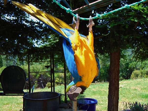 blue-gold-bird-for-sale-in-oroville-ca