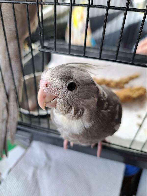 handfed-canary-cockatiel-for-sale