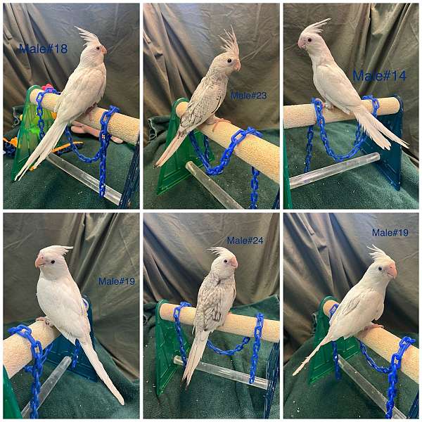 white-bird-for-sale-in-dundee-fl