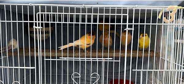 female-mixed-red-bird-for-sale
