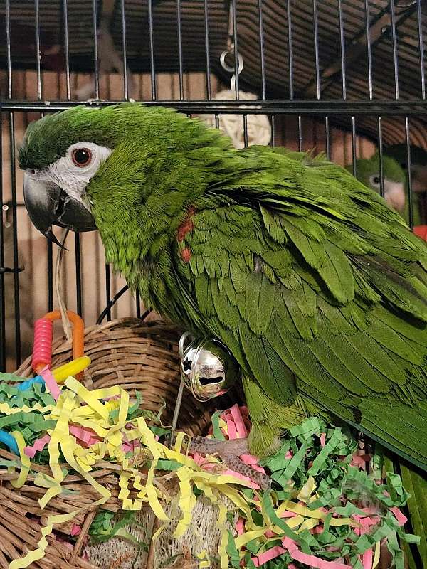 hahns-macaw-for-sale-in-texas