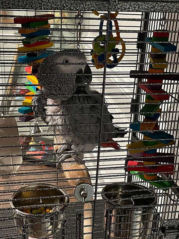 african-grey-parrot-parrot-for-sale-in-charlotte-nc