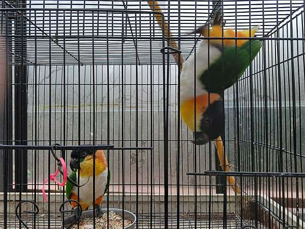 female-bird-for-sale