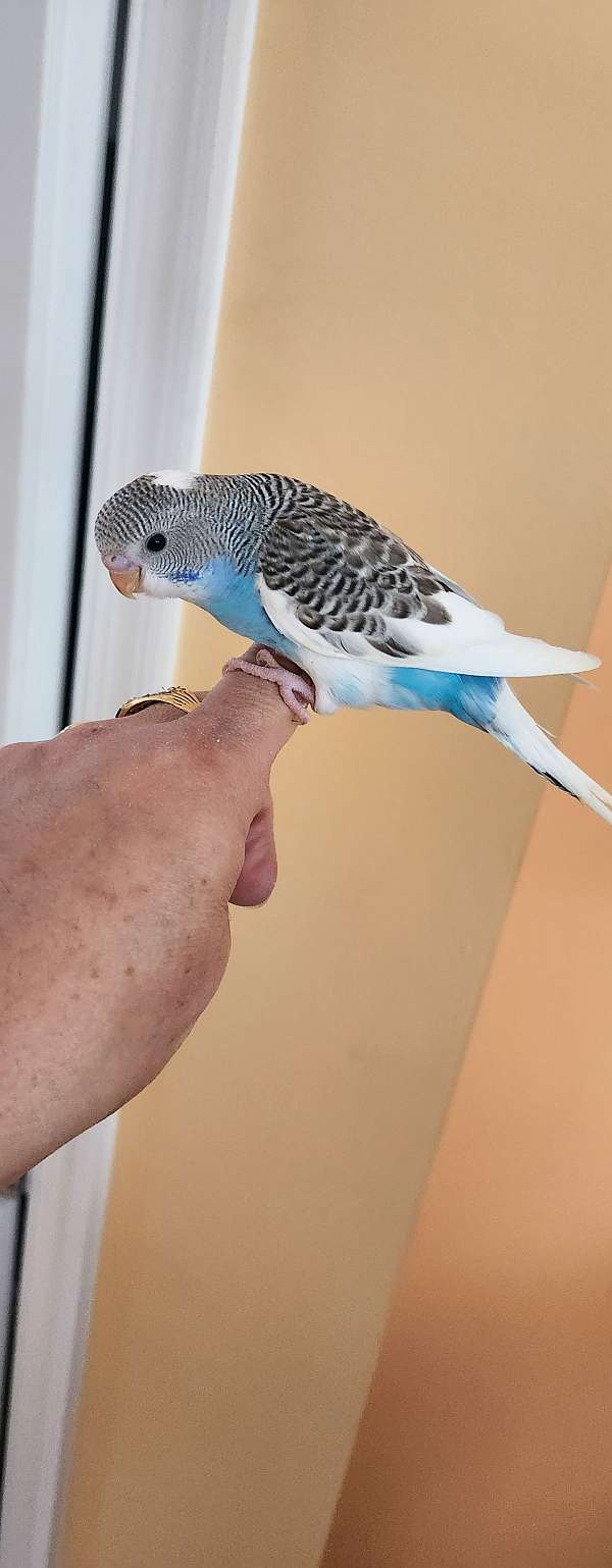 parakeet-for-sale