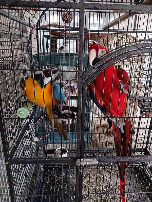 macaw-parrot-for-sale-in-charlotte-nc