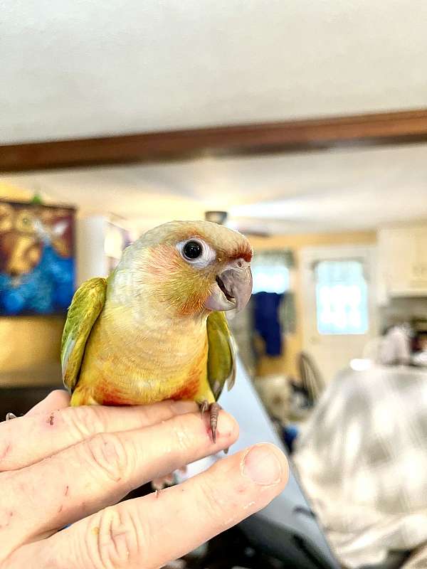 baby-bird-for-sale-in-nashua-nh
