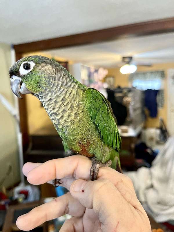 conure-for-sale-in-nashua-nh