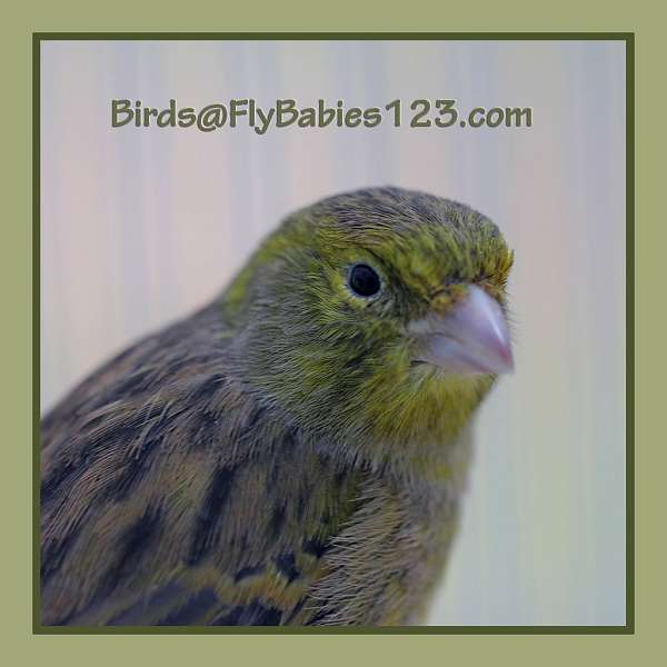companion-singing-bird-for-sale-in-tampa-fl