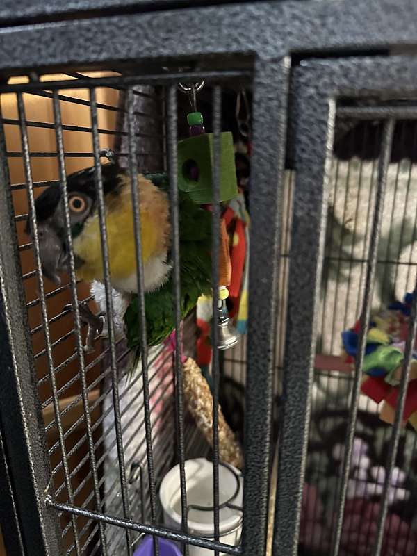 black-headed-caique-for-sale-in-terre-hill-pa