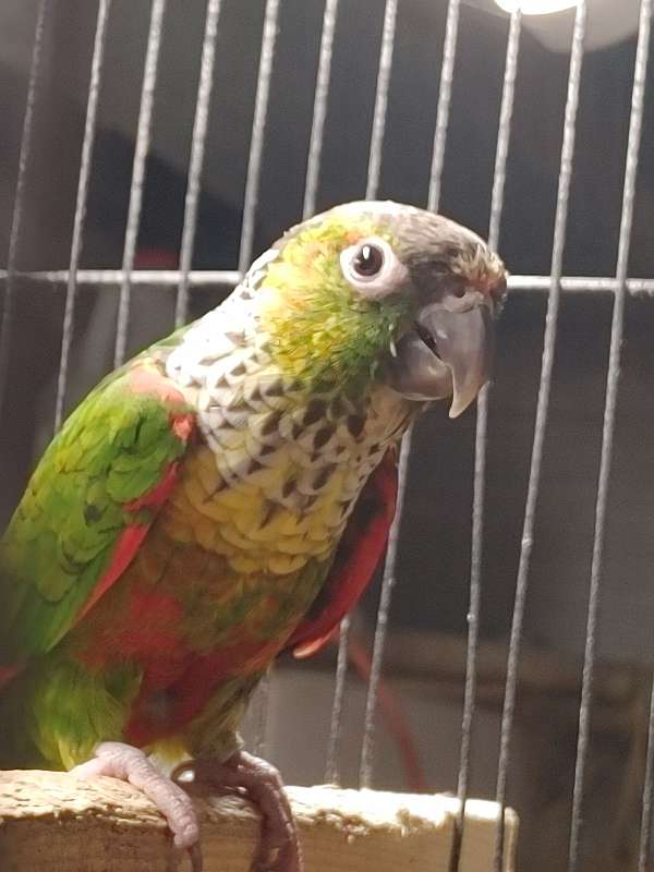 conure-for-sale-in-menasha-wi