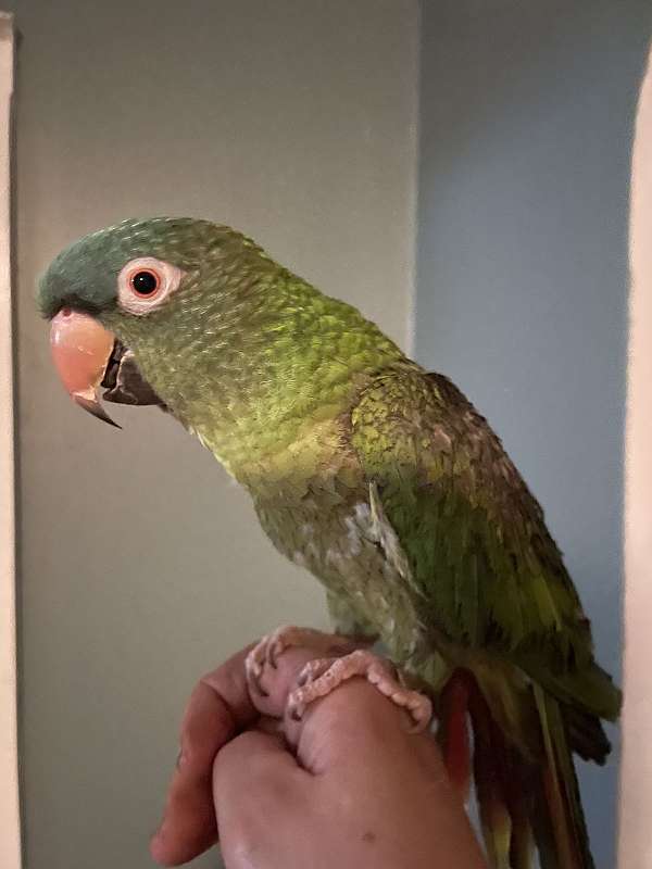 conure-blue-crown-conure-for-sale-in-new-york