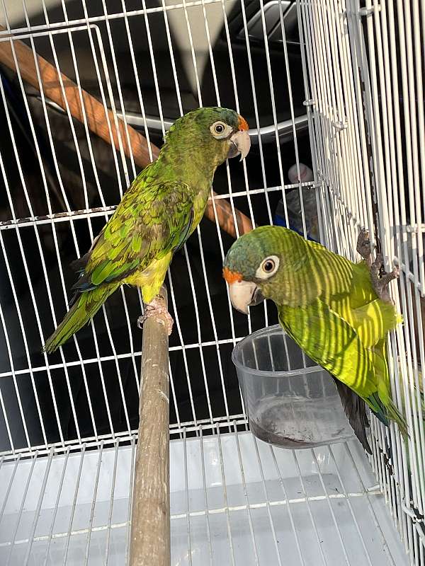 half-moon-conure-for-sale-in-north-lauderdale-fl