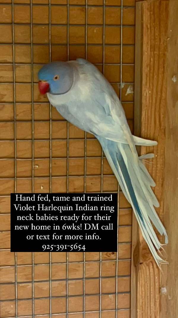 ringneck-parakeet-for-sale-in-oakley-ca