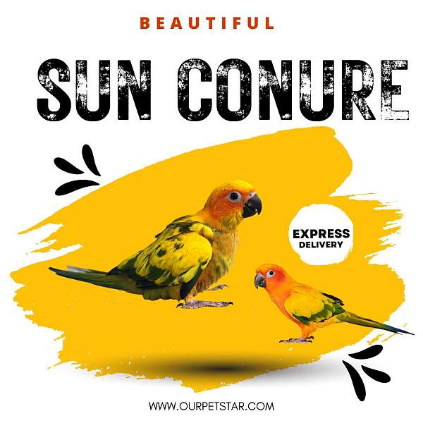 sun-conure-for-sale