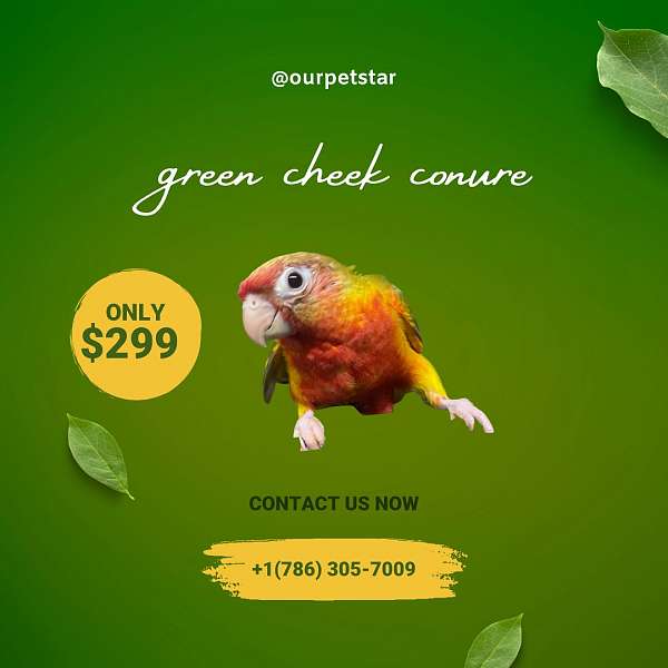 green-cheek-conure-for-sale