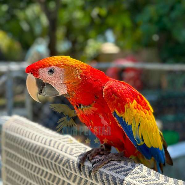 handfed-pet-scarlet-macaw-for-sale