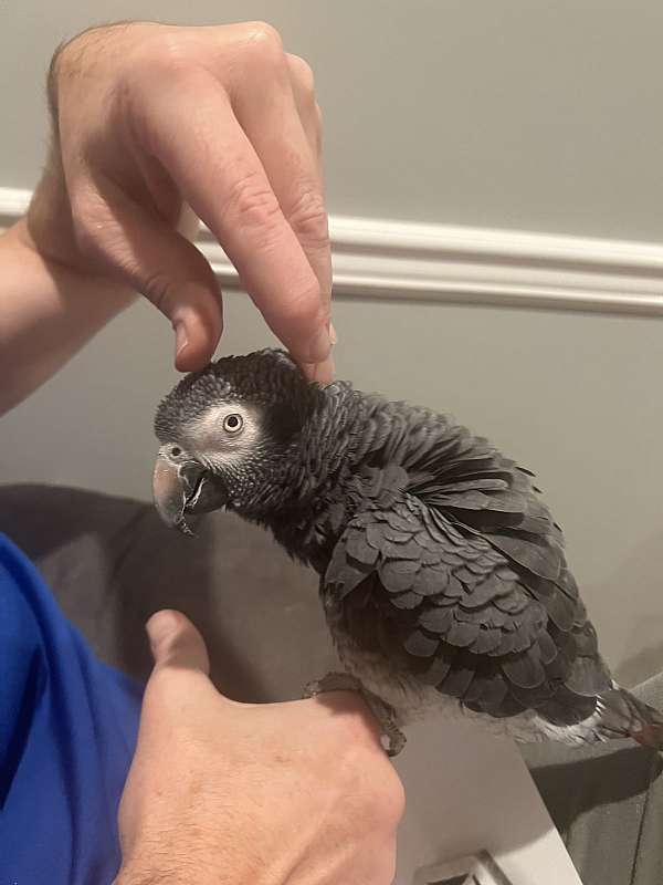 timneh-african-grey-parrot-for-sale-in-essex-fells-nj
