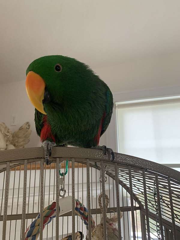 eclectus-parrots-for-sale-in-stoneham-ma
