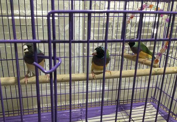 exotic-playful-lady-gouldian-finch-for-sale