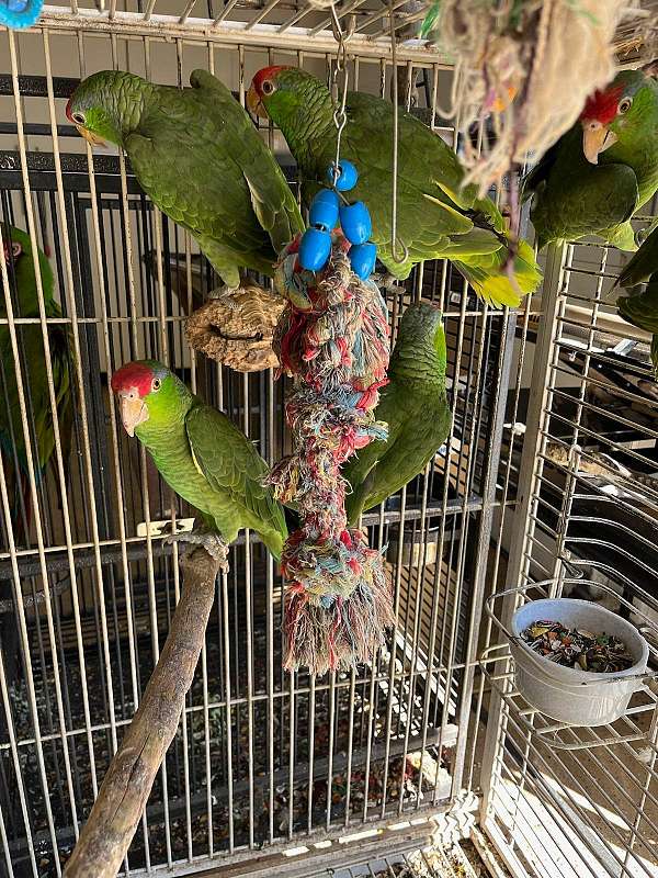 amazon-parrot-parrot-for-sale-in-charlotte-nc