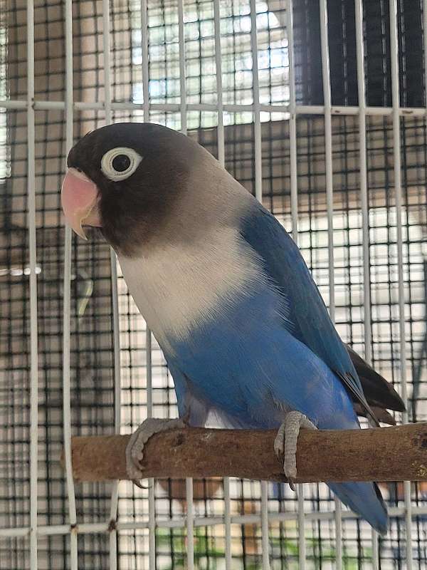 adult-bird-for-sale-in-tallahassee-fl