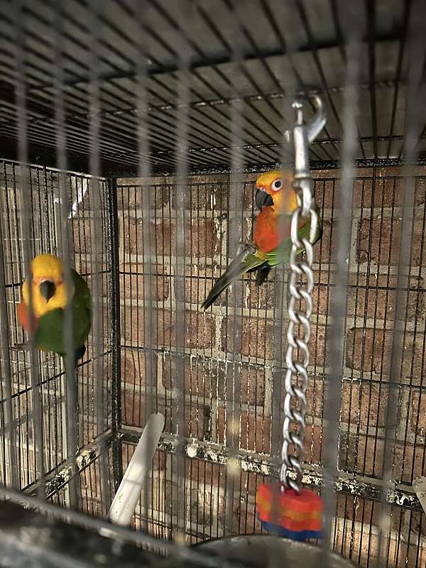 jenday-conure-for-sale