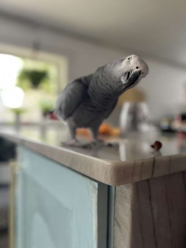 grey-red-african-grey-parrot-for-sale