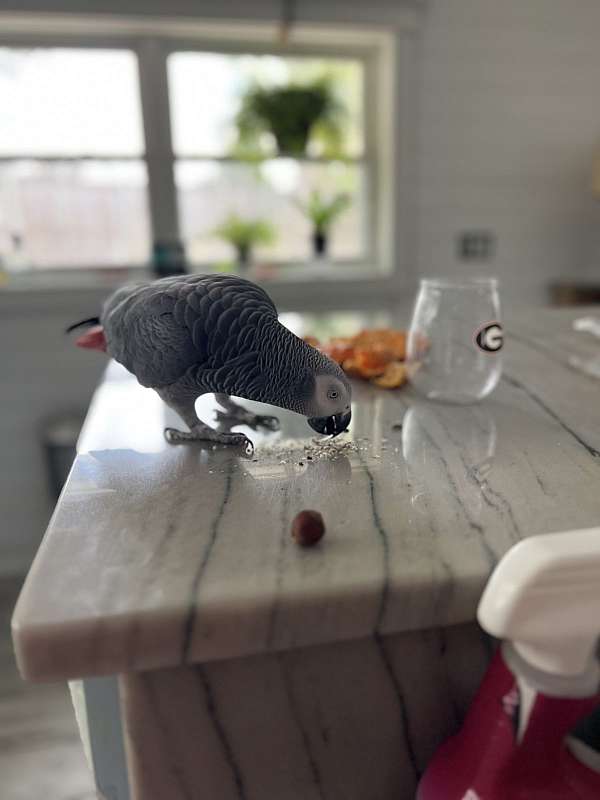 grey-red-bird-for-sale