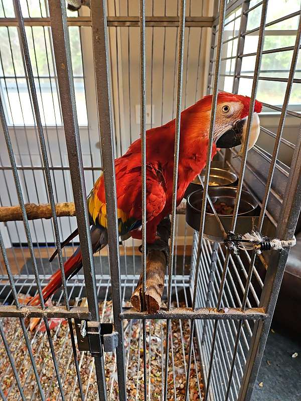 conure-for-sale-in-fayetteville-nc