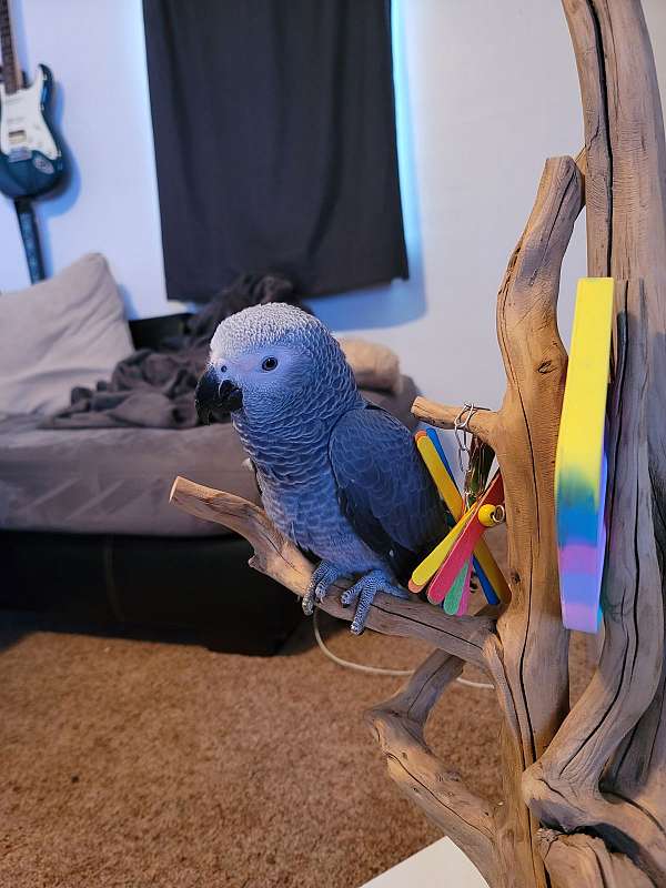 congo-african-grey-parrot-for-sale-in-lincoln-ne
