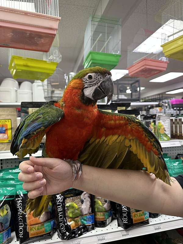 hybrid-macaw-for-sale-in-st-petersburg-fl