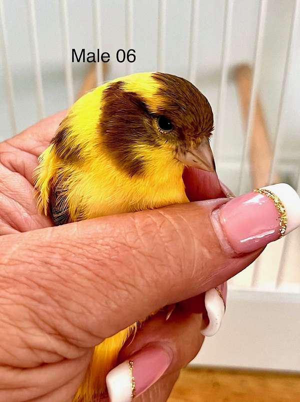 male-bird-for-sale-in-spring-hill-fl