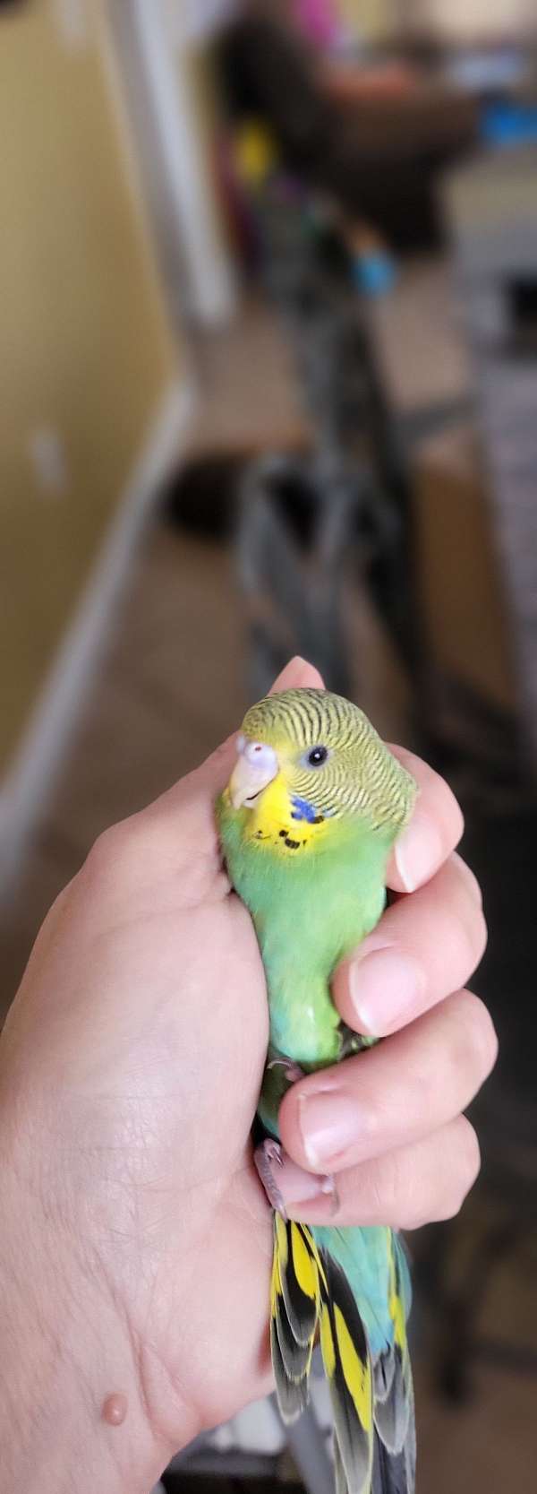 budgerigar-parakeet-for-sale-in-sarasota-fl