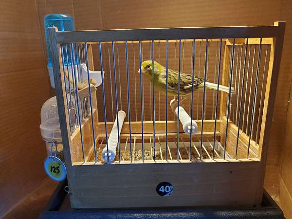 bird-parrot-adoption-in-fort-washington-pa