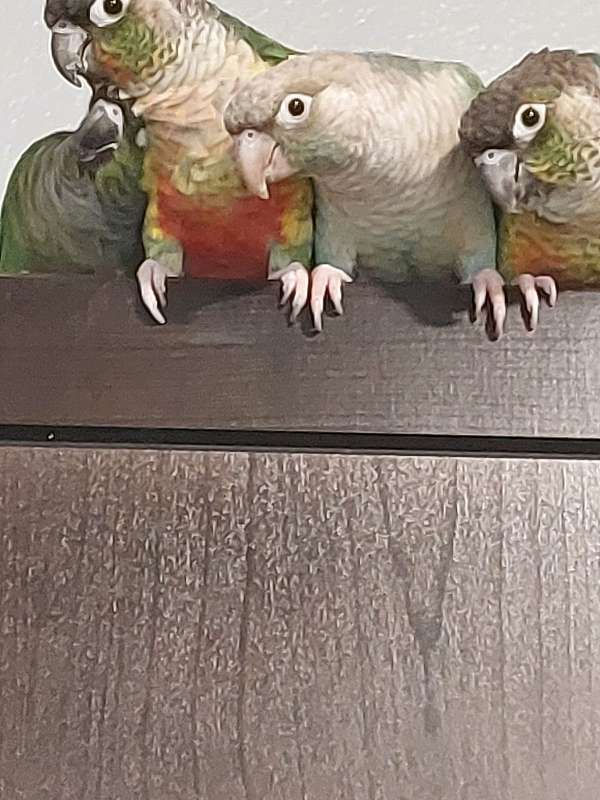 noisy-tame-green-cheek-conure-for-sale