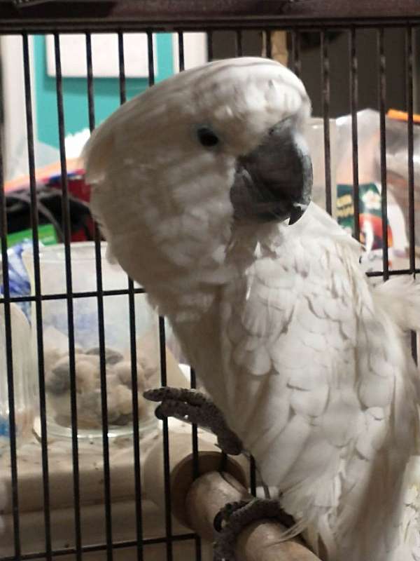 cockatoo-for-sale-in-lowell-ma