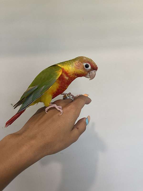 green-cheek-conure-for-sale-in-naples-fl