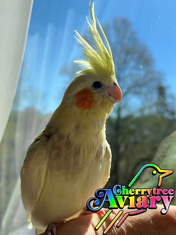 cockatiel-for-sale-in-old-hickory-tn