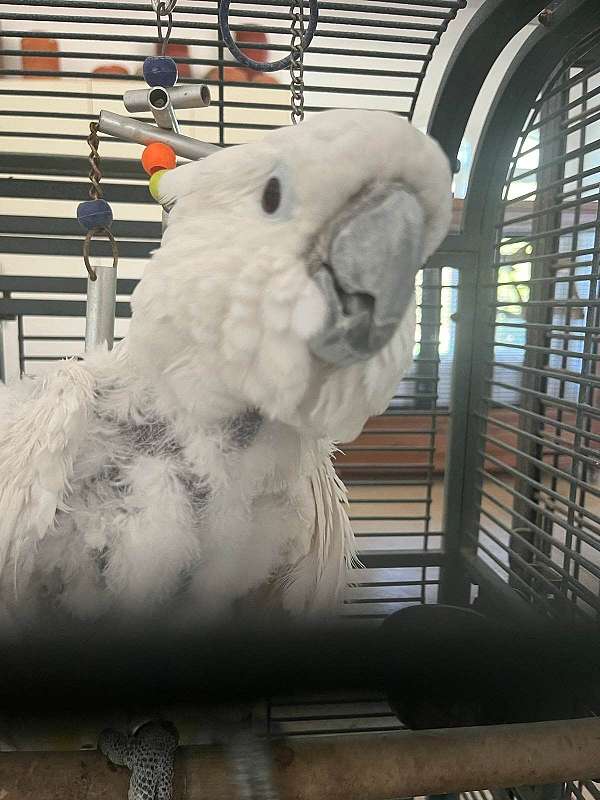 cockatoo-for-sale-in-charlotte-nc