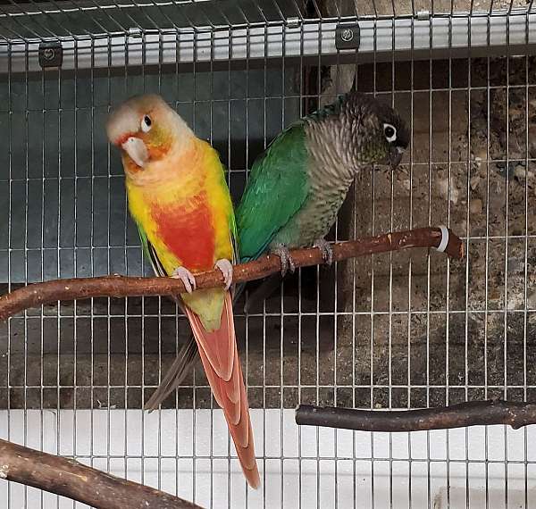 conure-for-sale-in-hopkins-mi