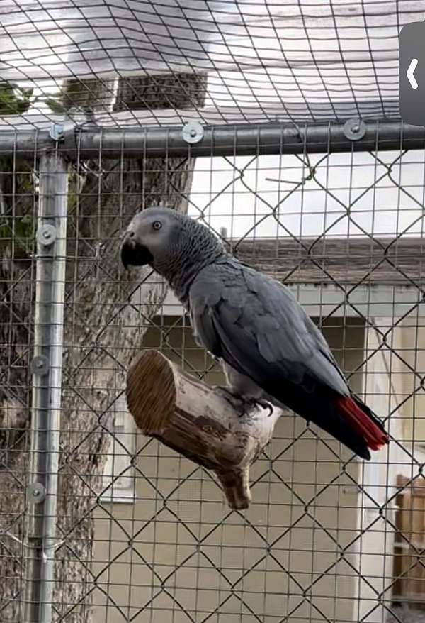 congo-african-grey-parrot-for-sale