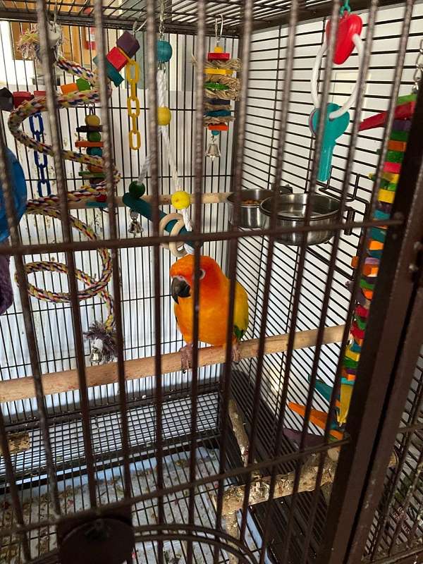 cute-bird-for-sale-in-stony-point-nc