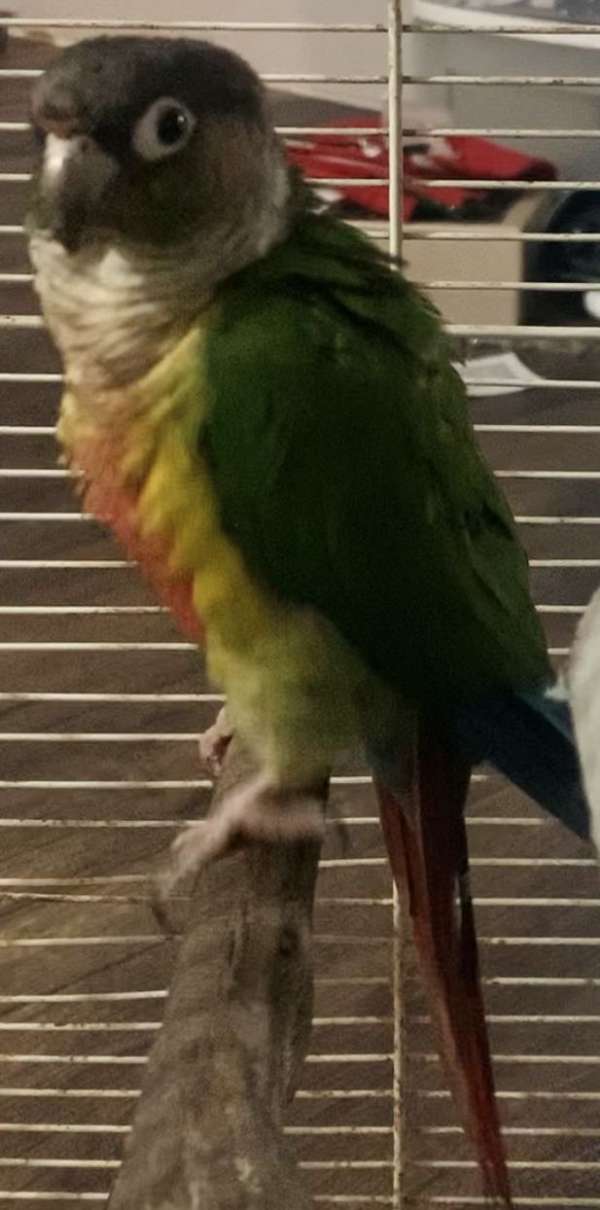 conure-for-sale