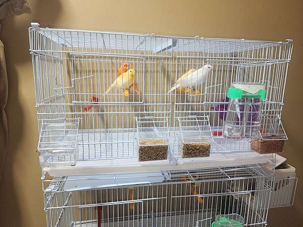 canary-for-sale-in-greensboro-nc