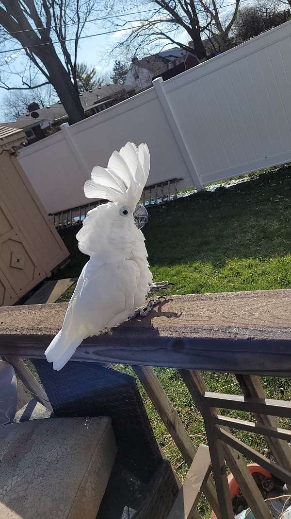 cockatoo-for-sale